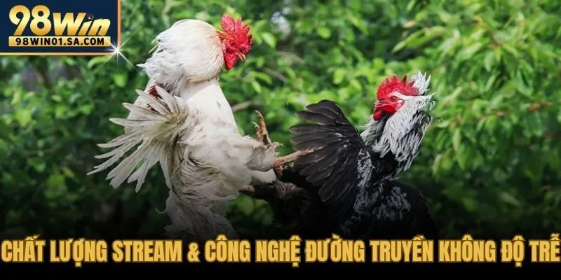 Hình ảnh Full HD đồng bộ với bảng kèo đá gà 98WIN