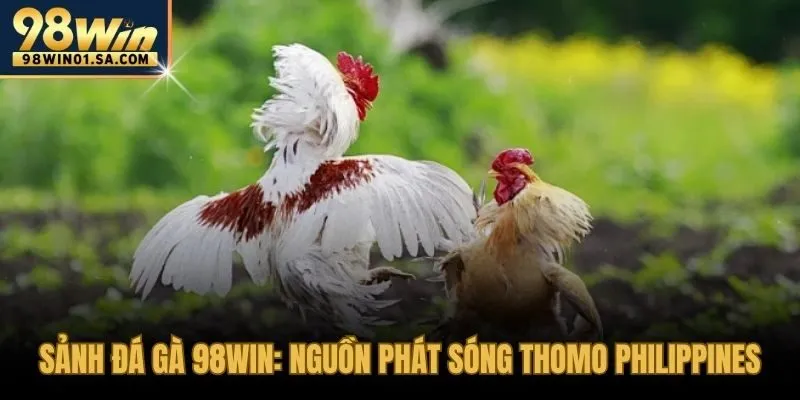 Kết nối trực tiếp với trường gà Thomo qua luồng live chất lượng cao